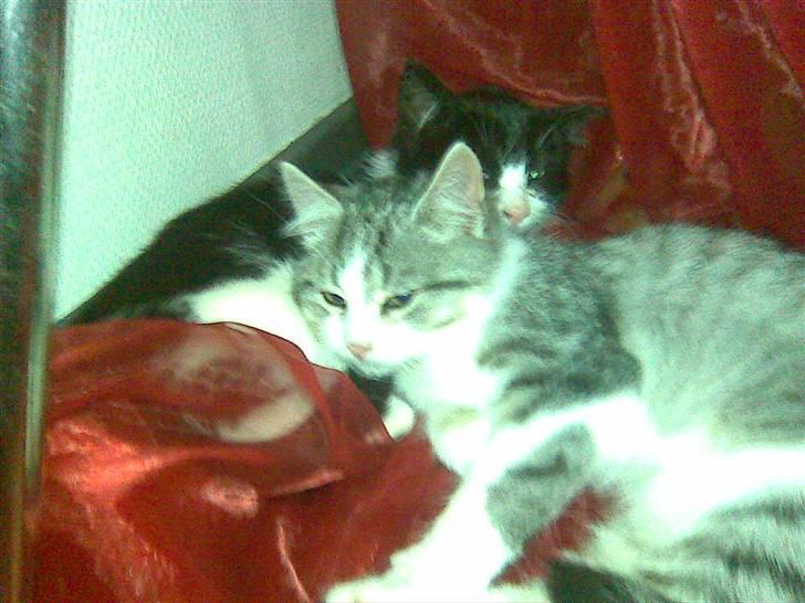 Blanding af racer Gipsy billede 4