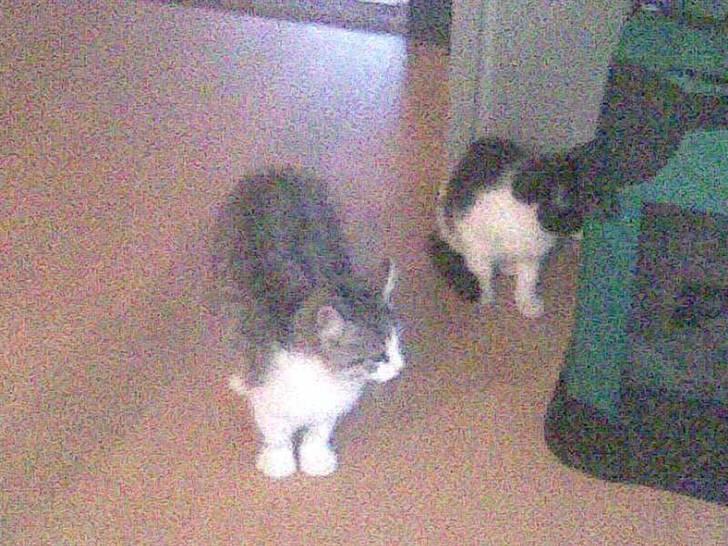 Blanding af racer Gipsy billede 5