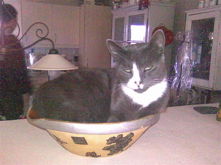 Blanding af racer Gizmo billede 6