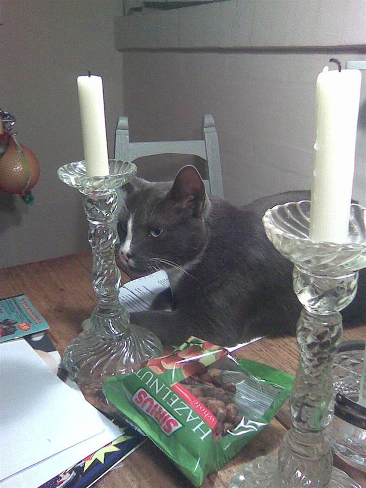 Blanding af racer Gizmo billede 7