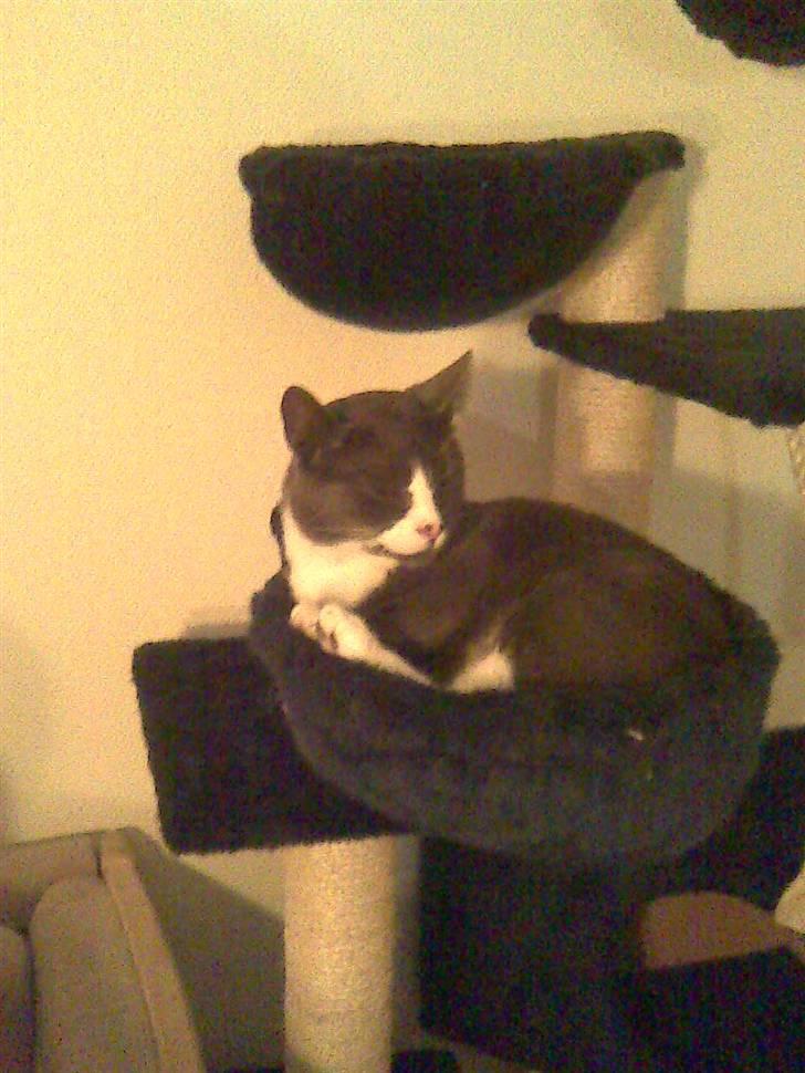 Blanding af racer Gizmo billede 8