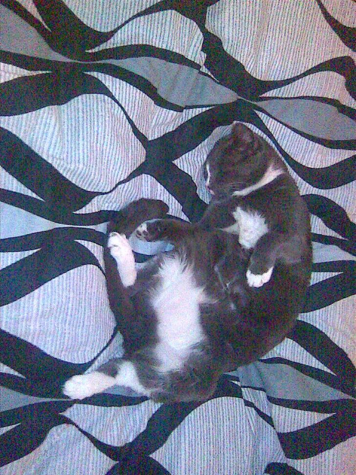 Blanding af racer Gizmo billede 9