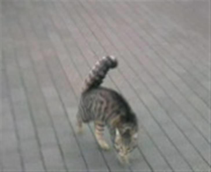 Huskat Kitty <3 DØD :'/ - kitty i lege humør xD billede 2