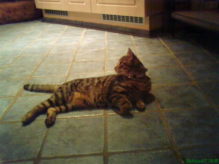 Huskat Kitty <3 DØD :'/ - ligger li og slapper lidt af <3 billede 3