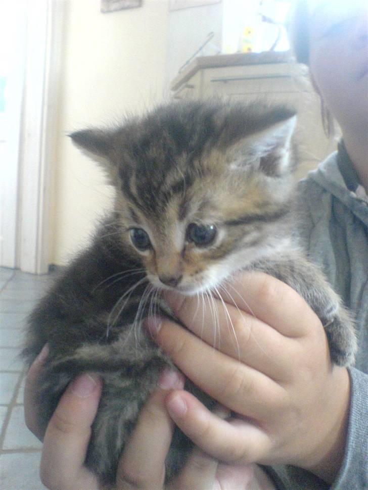 Huskat Kitty <3 DØD :'/ - da han var en hel lille killing <3 billede 4