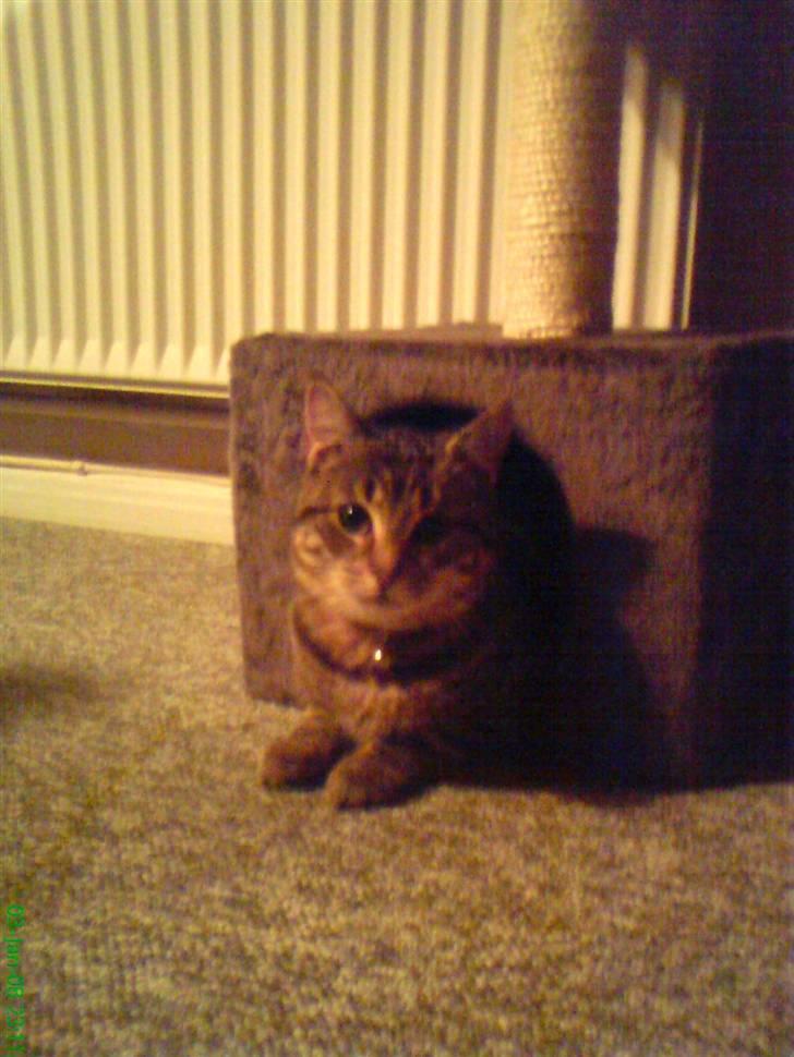 Huskat Kitty <3 DØD :'/ billede 5