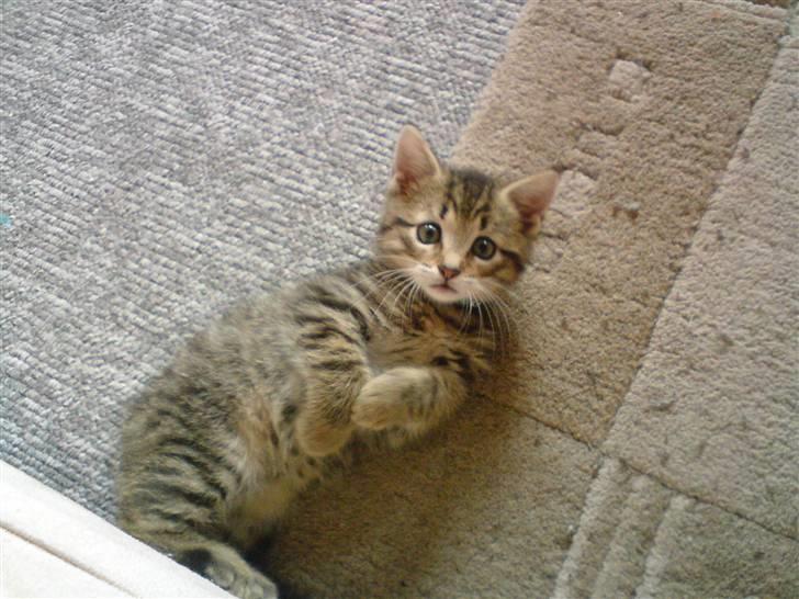 Huskat Kitty <3 DØD :'/ - sødt ik ? billede 6