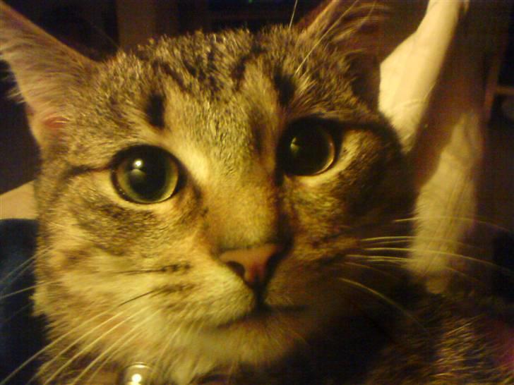 Huskat Kitty <3 DØD :'/ billede 7