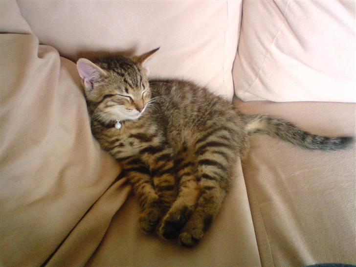 Huskat Kitty <3 DØD :'/ billede 8