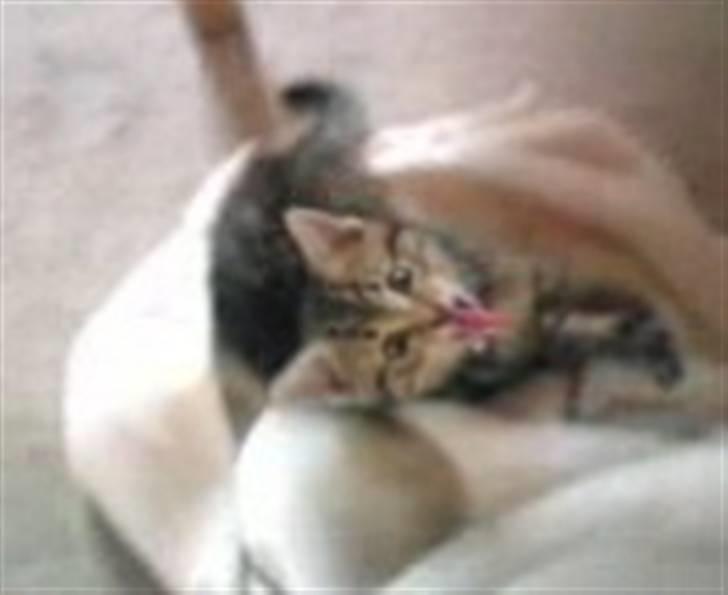 Huskat Kitty <3 DØD :'/ - gaaaaab billede 9