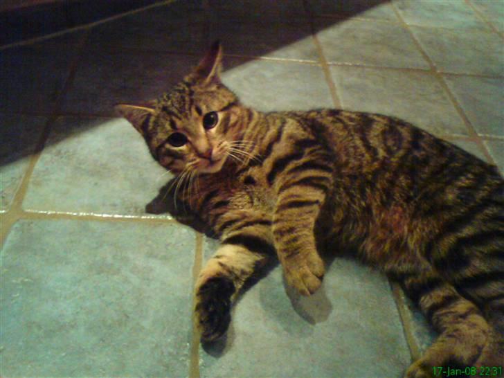 Huskat Kitty <3 DØD :'/ - grrr.... lege humør ! billede 10