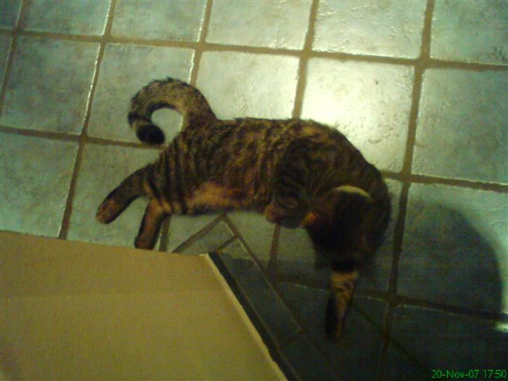 Huskat Kitty <3 DØD :'/ billede 11