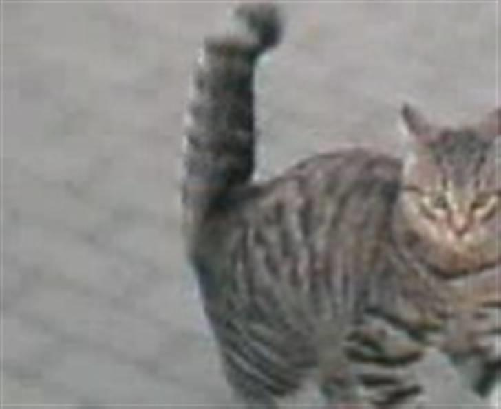 Huskat Kitty <3 DØD :'/ - lege xD billede 12