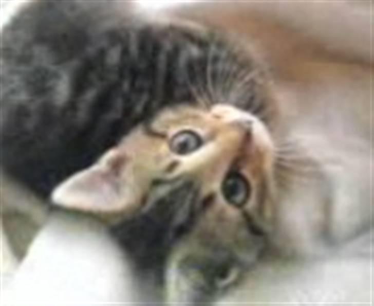 Huskat Kitty <3 DØD :'/ billede 13