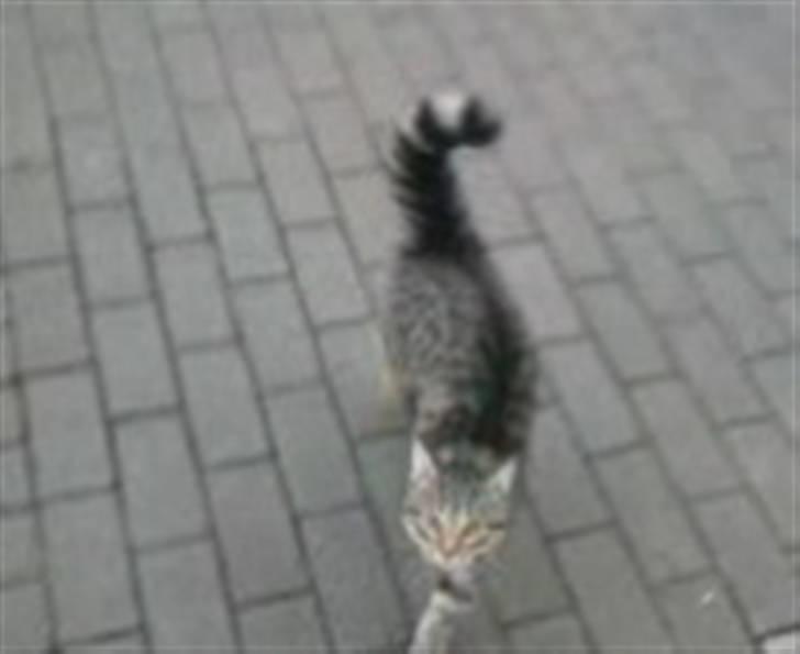 Huskat Kitty <3 DØD :'/ billede 14