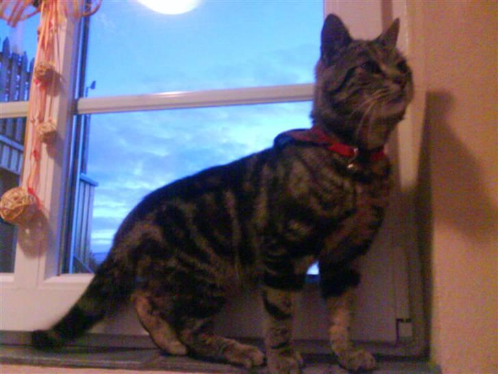 Blanding af racer Kittie DØD billede 1