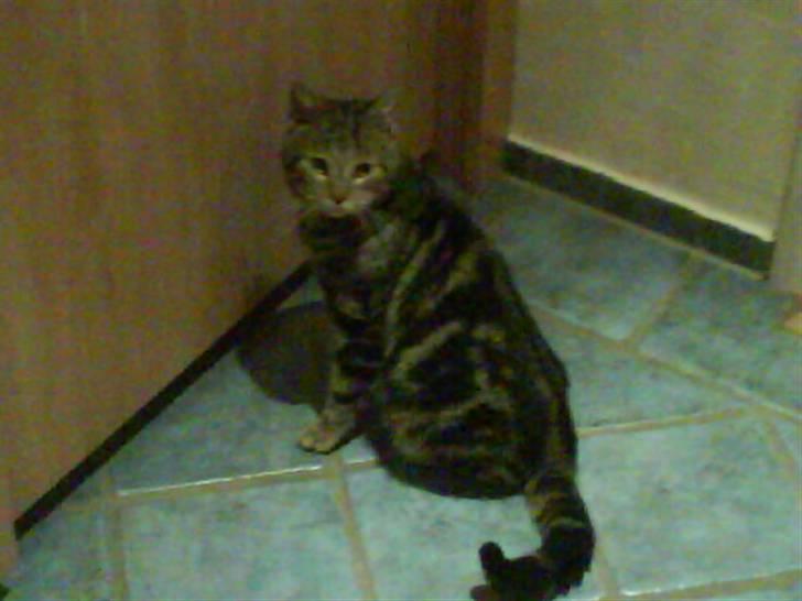 Blanding af racer Kittie DØD billede 2