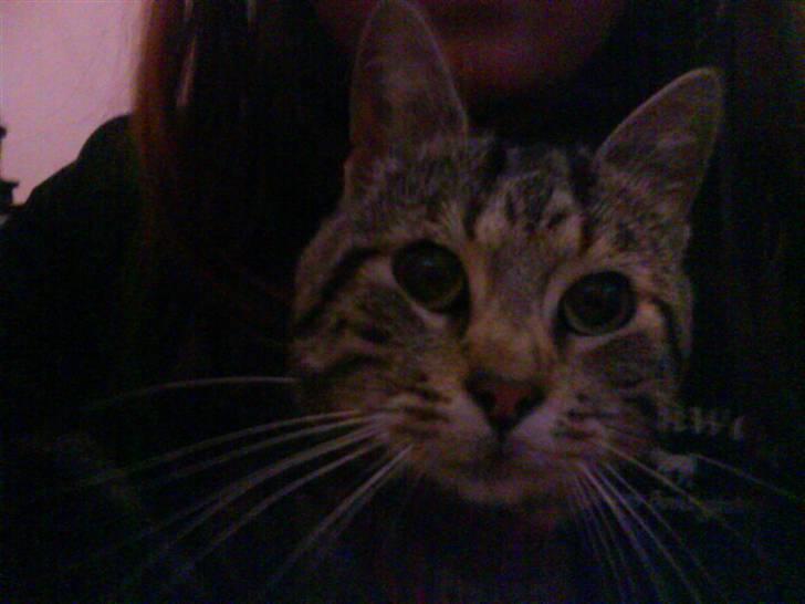 Blanding af racer Kittie DØD billede 3