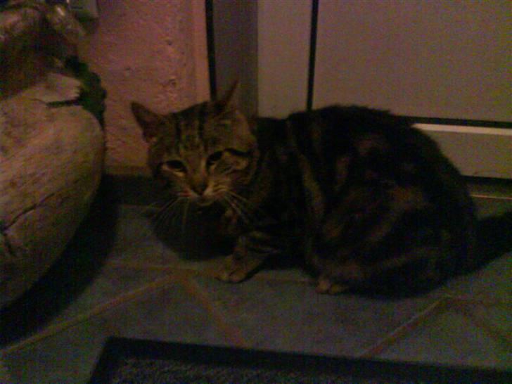 Blanding af racer Kittie DØD billede 4