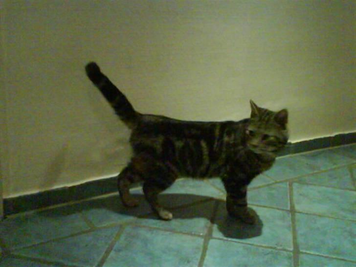 Blanding af racer Kittie DØD billede 5