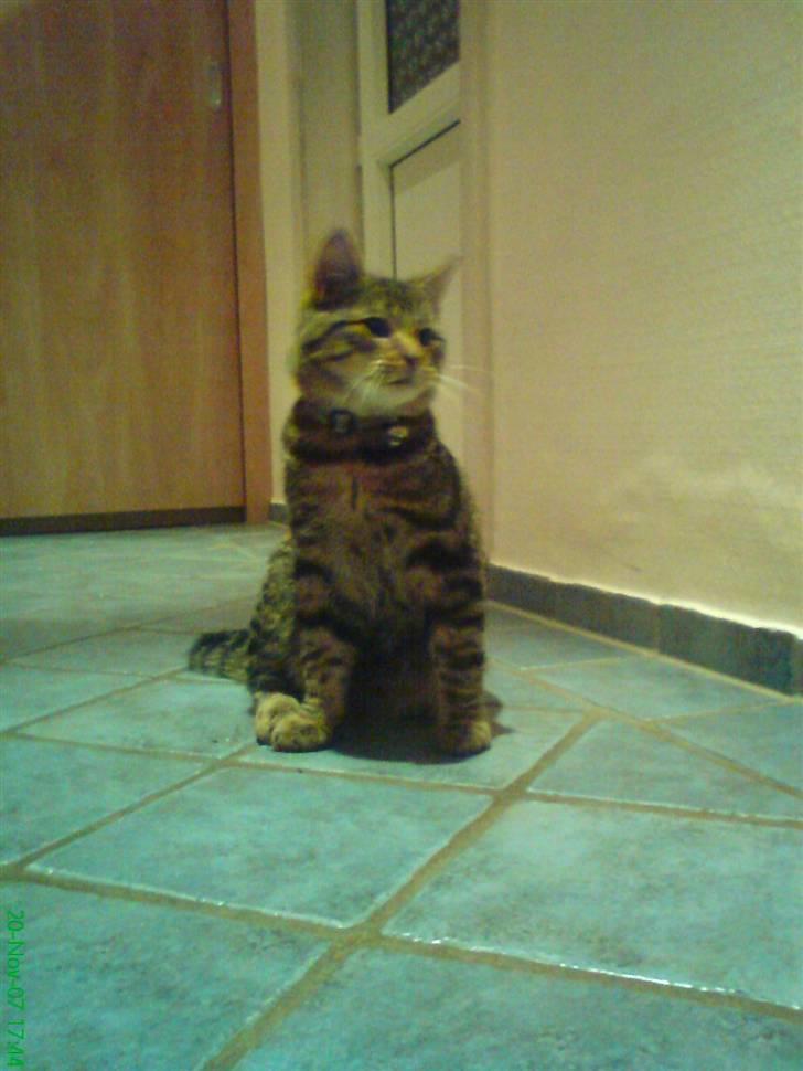 Blanding af racer Kittie DØD billede 6