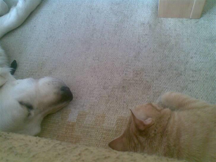 Huskat Mille  *Død 2010* billede 1