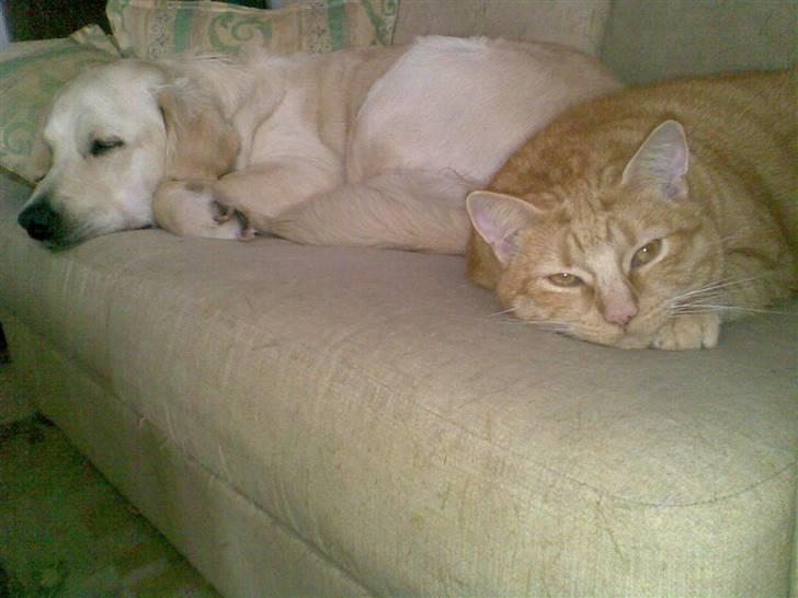 Huskat Mille  *Død 2010* billede 2