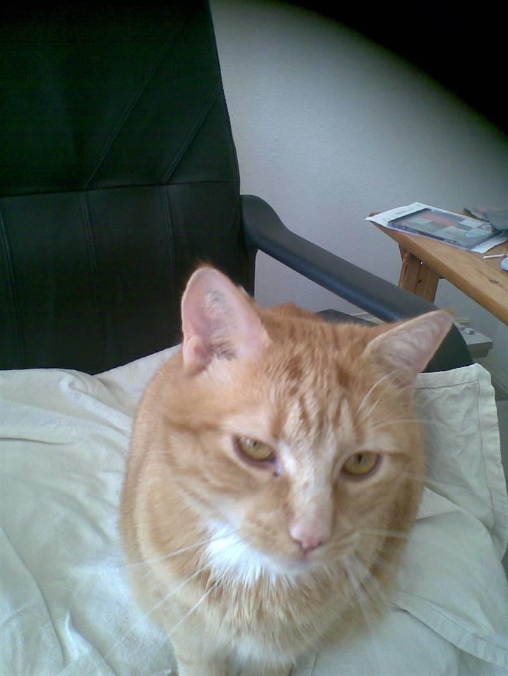 Huskat Mille  *Død 2010* billede 3