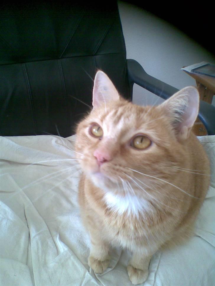 Huskat Mille  *Død 2010* billede 4