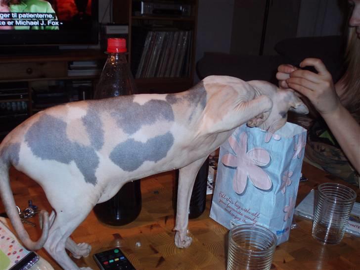 Sphynx Clara billede 15