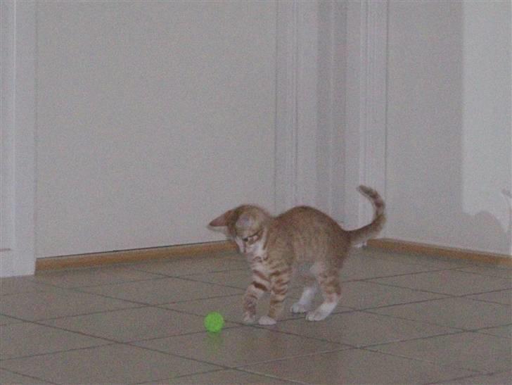 Blanding af racer Oliver billede 1