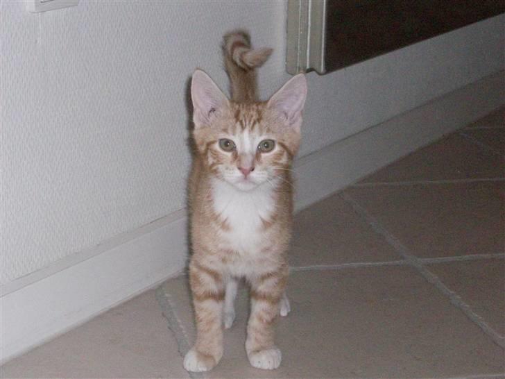 Blanding af racer Oliver billede 2