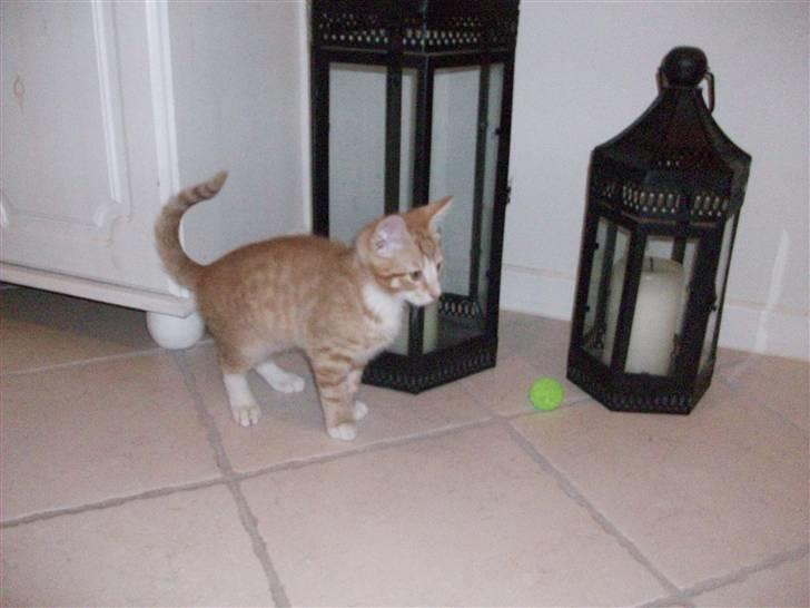 Blanding af racer Oliver billede 3