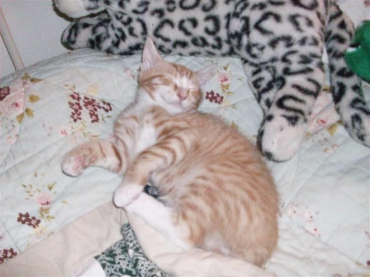 Blanding af racer Oliver billede 4