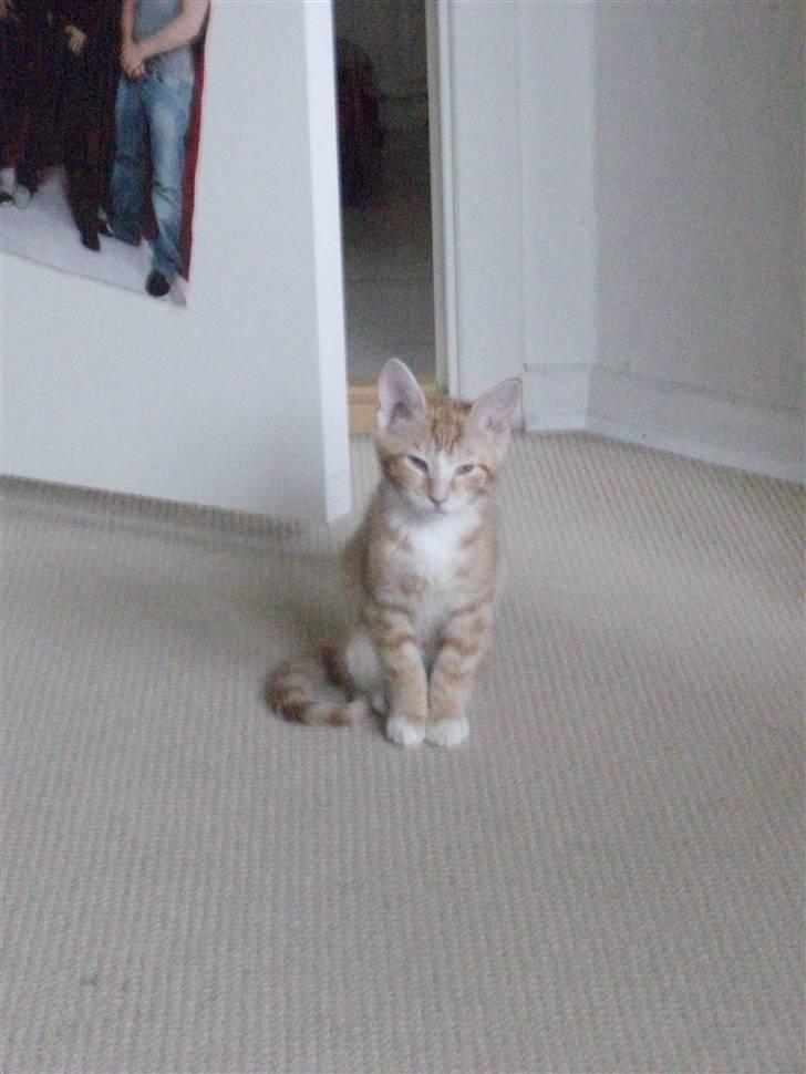 Blanding af racer Oliver billede 5