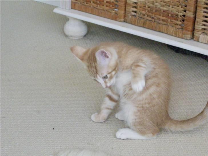 Blanding af racer Oliver billede 7