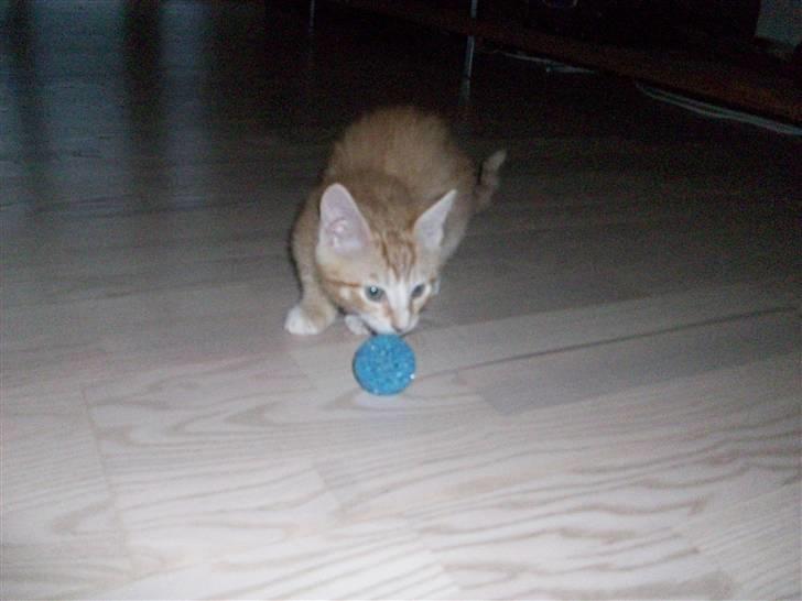 Blanding af racer Oliver billede 8