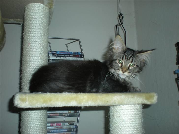 Maine Coon Alexia DK Firestar  billede 7