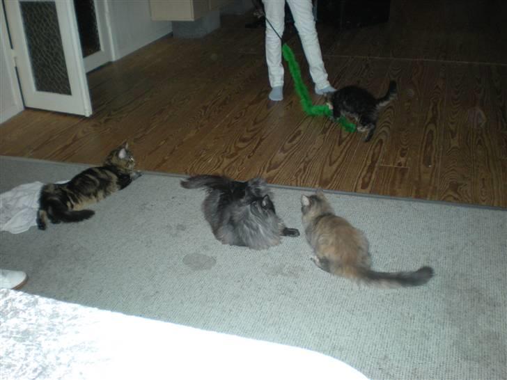 Maine Coon Alexia DK Firestar  - wee jeg kom først..  billede 8