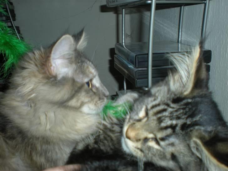 Maine Coon Alexia DK Firestar  - ligger lige og hygger med fanta..  billede 9