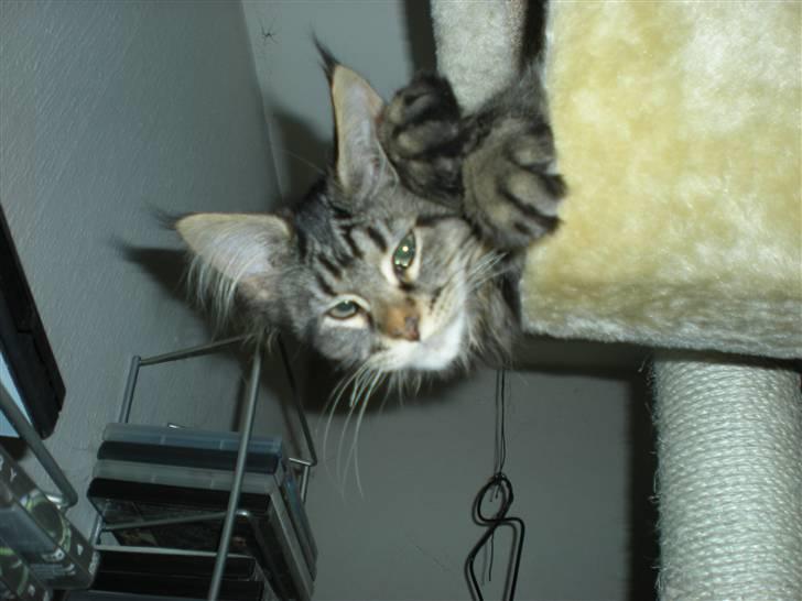 Maine Coon Alexia DK Firestar  billede 10