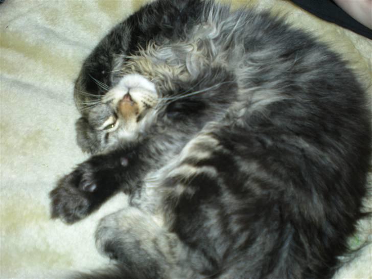 Maine Coon Alexia DK Firestar  - hold op hvor er jeg træt nu.. gaaab.. billede 11