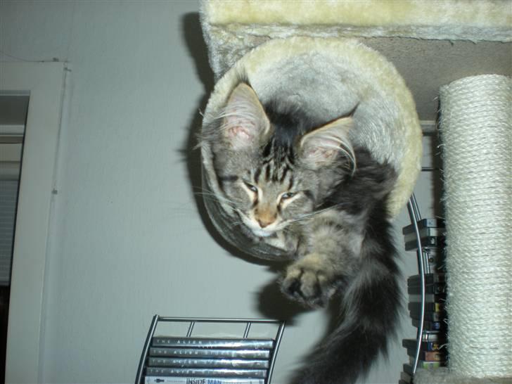 Maine Coon Alexia DK Firestar  - ikke mere end lige jeg kan være her.. puha.. hvad gør jeg når jeg bliver for stor.. billede 12