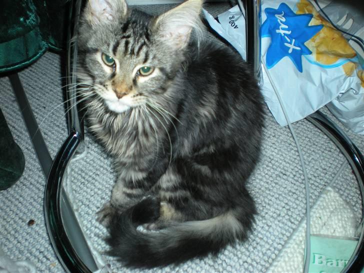 Maine Coon Alexia DK Firestar  billede 13