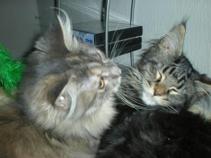 Maine Coon Alexia DK Firestar  - jeg kom først fanta.. du fylder lidt.. billede 14