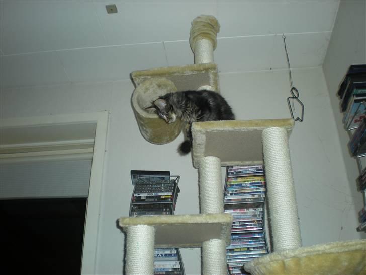 Maine Coon Alexia DK Firestar  - puha der er langt ned herfra.. billede 15