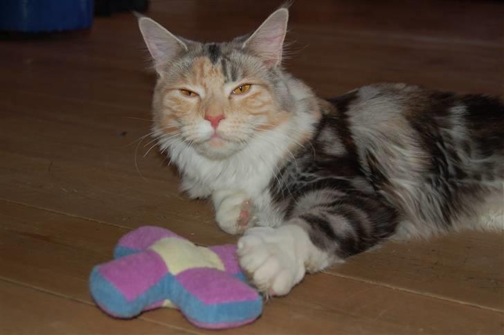 Maine Coon  Berta Bumble Bee P billede 12