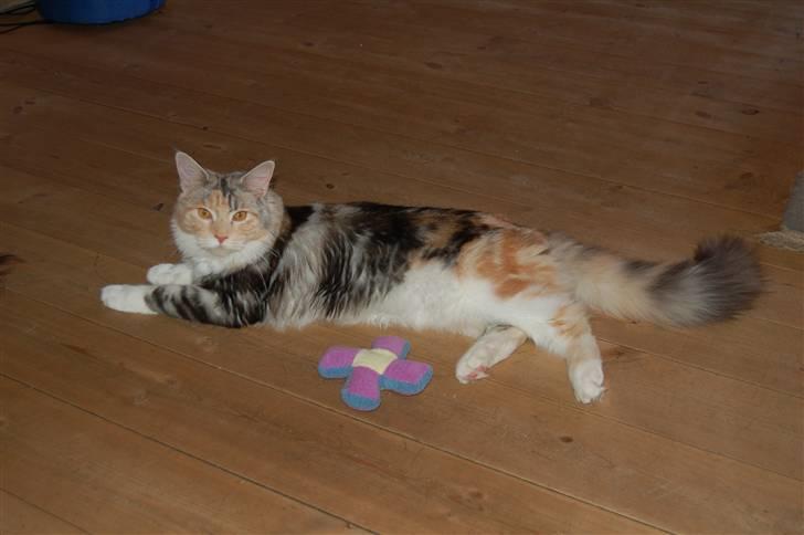 Maine Coon  Berta Bumble Bee P billede 13