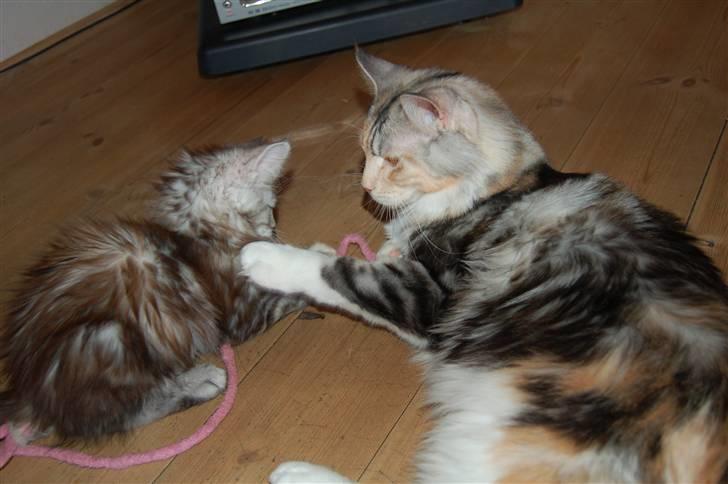 Maine Coon  Berta Bumble Bee P billede 15