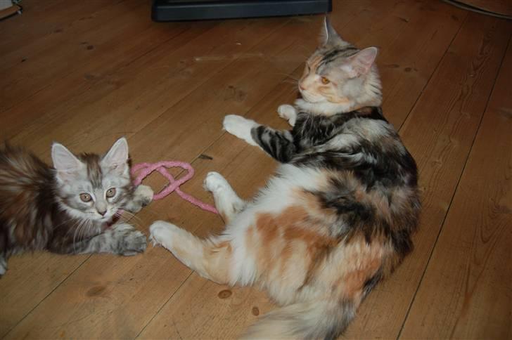 Maine Coon  Berta Bumble Bee P billede 16